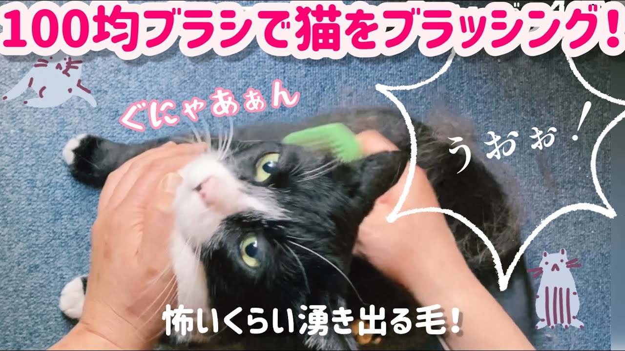 ちょいおこ猫をブラッシング 換毛期なので 毛玉吐き防止対策に１００均のシリコンブラシでぬこ様をブラッシング 静かに怒る猫様から 湧き出る毛 Cat Brushing おこ猫 Youtube