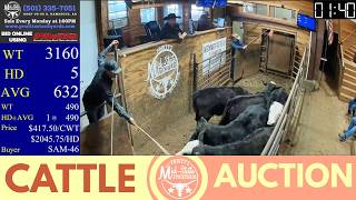 Arkansas Cattle Market LIVE in Damascus | Pruitt’s Mid-State Stockyards Auction | Feb 23, 2026