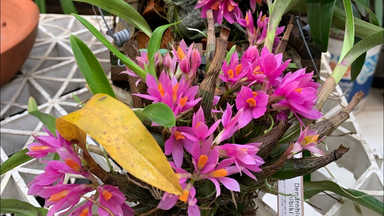 Orquidea Dendrobium Hibiki #dicasde cultivo