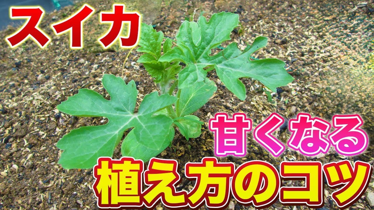 スイカの育て方は最初が重要！コレをやるだけで甘くて大きなものが収穫できます！（肥料選定、畝、植え付け場所、植え付け方法）