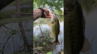 Nothing like a frog bite 🐸 #adventure #lewsfishing #booyah #shorts #bassfishing #bass #shortvideo Net Worth