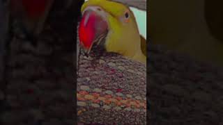 talking mittu ❤️shorts shortvideo talkingparrot ringneckparrot funnyvideo youtuber