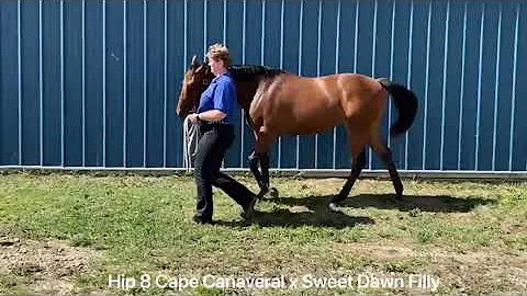 Hip 8 Maxine Anderson Sweet Dawn 2021 Filly Sale V...