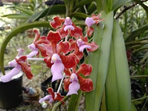 Vanda perplexa cara caea menanam dan penjagaan. Rare species