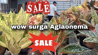 Wow keren 😍Athiras Garden stock nya Kece bgtt eps.2.130