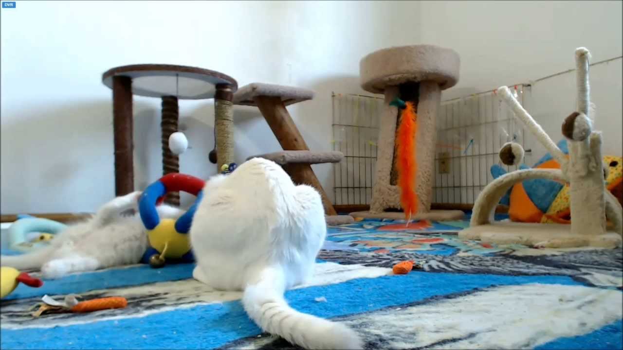 MythBusters Kittens Air Conditioning Freakout YouTube