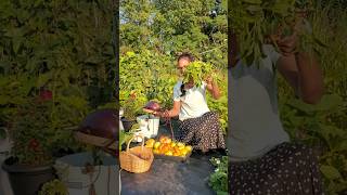 అమెరికా లో మా కూరగాయల తోట #harvest #teluguvlogs #gardening #shorts #organicfarming