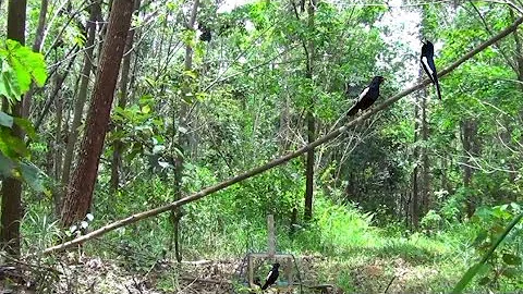 mikat burung kacer di ladang kebun karet hasilnya mantap