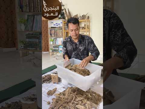 أرخص عود طبيعي ماليناو سوبر في إندونيسيا