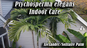 How long do Alexander palms take to grow?