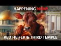 Red Heifer Third Temple Sacrifice Update, EP 6