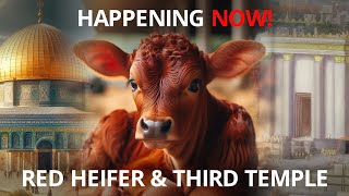 Red Heifer Third Temple Sacrifice Update, EP 6