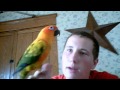 Nemo whistlingsun conure