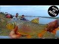 Este pesquero SIEMPRE RINDE 💪🎣 Dorados CAZANDO, por todos lados!! UNA LOCURA 😲😨 Pesca y Cocina 🍳