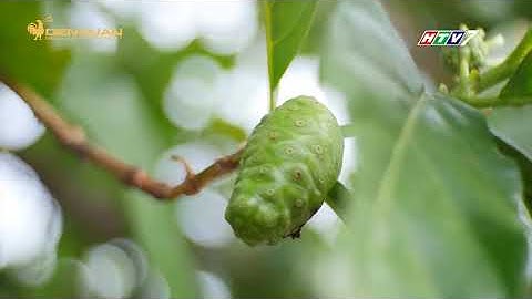 Đồng Tháp Mười mùa nước nổi có gì chơi?