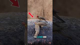 “Why Big Animals Trust This Tiny Bird” #Wildlife #AnimalFacts #Oxpecker #Birds