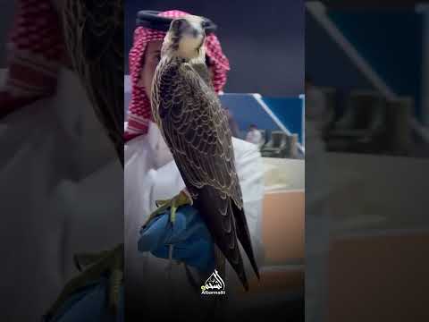 بيع شاهين فرخ ب 265 الف ريال اغلى سعر في موسم 2023