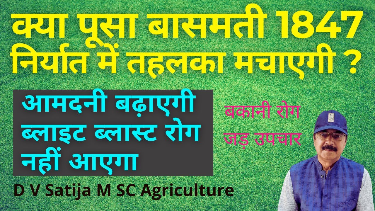 pusa 1847 new rice variety । blight ,blast ,bakanae disease control ...