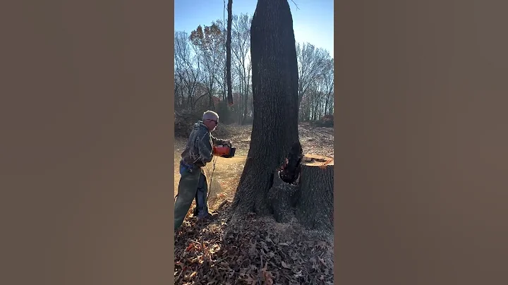 Felling a Big Split Oak #treefelling #logging #stihl  #farmlife #homestead #treework #chainsaw