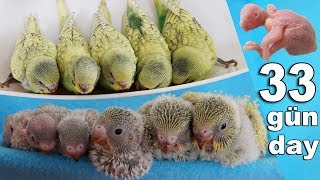 Five Brothers Baby Budgie Chick 1 To 33 day Growth Stages