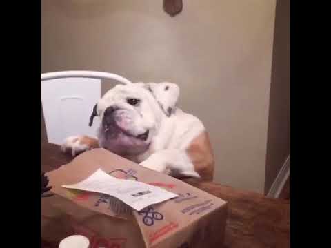 Gerald the bulldog plans to blow his diet with a Sonic double cheeseburger. camera iphone 8 plus apk