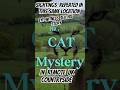 New DNA evidence confirms presence of big cat in British countryside (The phone call)#animals #cats