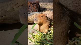 unique facts about capybara #fyp #shorts #facts #capybara