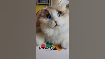 metaCat - my robot cat #freeproduct #metacat #robot #catlover