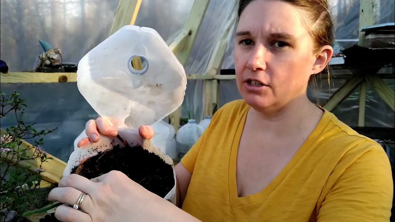 Milk Jug Mini Greenhouse YouTube