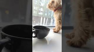 curious Yorkshire terrier  #poland #funny #dogs #pets