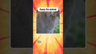 Test your wildlife knowledge | Guess the animal -6