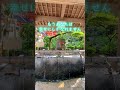 お祓い　浄化　一万人に一人しか見えません【賀茂別雷神社遠隔参拝】 #大物主 #運気上昇 #パワースポット #遠隔参拝 #スピリチュアル #金運上昇#運気アップ#京都県 #開運祈願