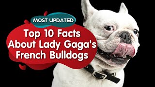 Top 10 Facts about Lady Gaga's Stolen French Bulldogs by BelaPaws 292 views 3 years ago 5 minutes, 39 seconds