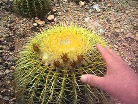 Echinocactus