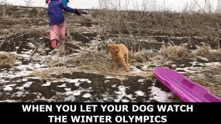 When You Let Your Dog Watch The Winter Olympics