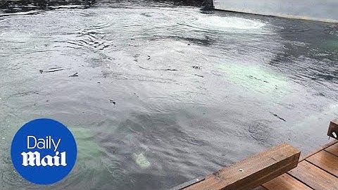 Amazing moment giant humpback whale breaches right next to dock - Daily Mail