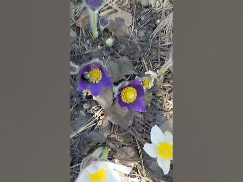 шмелик - YouTube