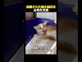 保護された猫の抵抗を止めた方法