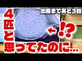 初出産まであと3日!レントゲンで見えた命の数に驚きました!!