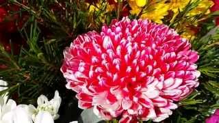 ЦВЕТЫ АВСТРАЛИИ  ВЫСТАВКА ХРИЗАНТЕМ  ко Дню Матери   Beautiful chrysanthemum (Perth, Australia)