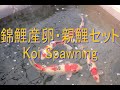 【錦鯉産卵・親鯉セット】  Koi Spawning -Keihan koi Farm-