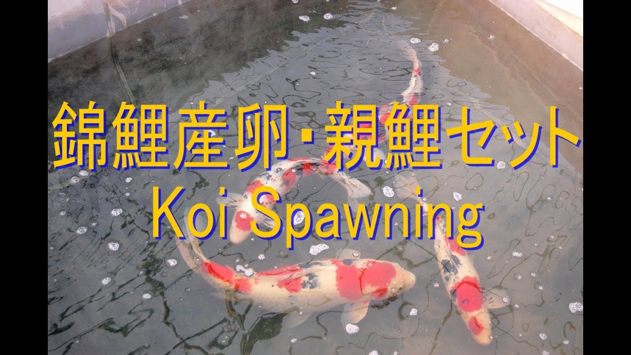 【錦鯉産卵・親鯉セット】 Koi Spawning -Keihan koi Farm-