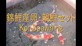 【錦鯉産卵・親鯉セット】  Koi Spawning -Keihan koi Farm-