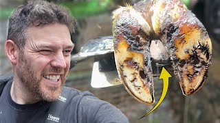 SACAR ESTO de la PIERNA de una VACA... le proporcionó un gran ALIVIO.