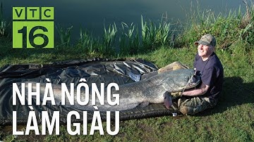 Kỹ thuật nuôi cá nheo nhanh lớn, lãi cao | VTC16