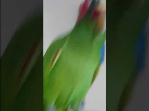 Vidéo: Parrotlet à face jaune