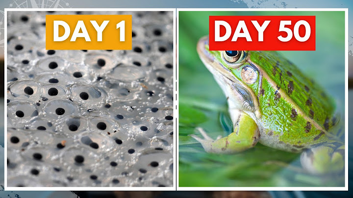 50 Days of Tadpoles to Frogs: Witness the Magical Transformation