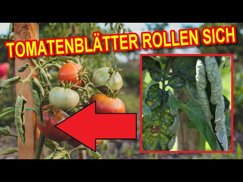 Video: Tomatenwelke: Gründe für das Welken von Tomatenpflanzenblättern