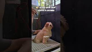 sehat sehat ya ganteng 🤟🐶 #gerryboscil #kontenhiburan #funnyvideo #funnydogs