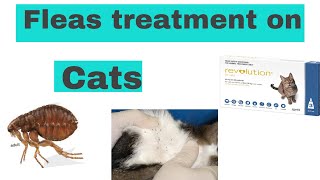 How to apply flea treatment to your cat| !! How to apply revolution on cats ..